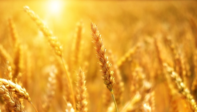 친환경농업으로 직불금 100만원벌기