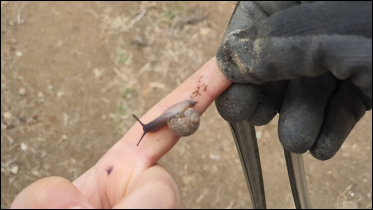 은지가-잡은-달팽이