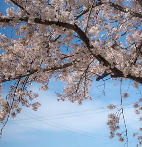 5월2일 임시공휴일