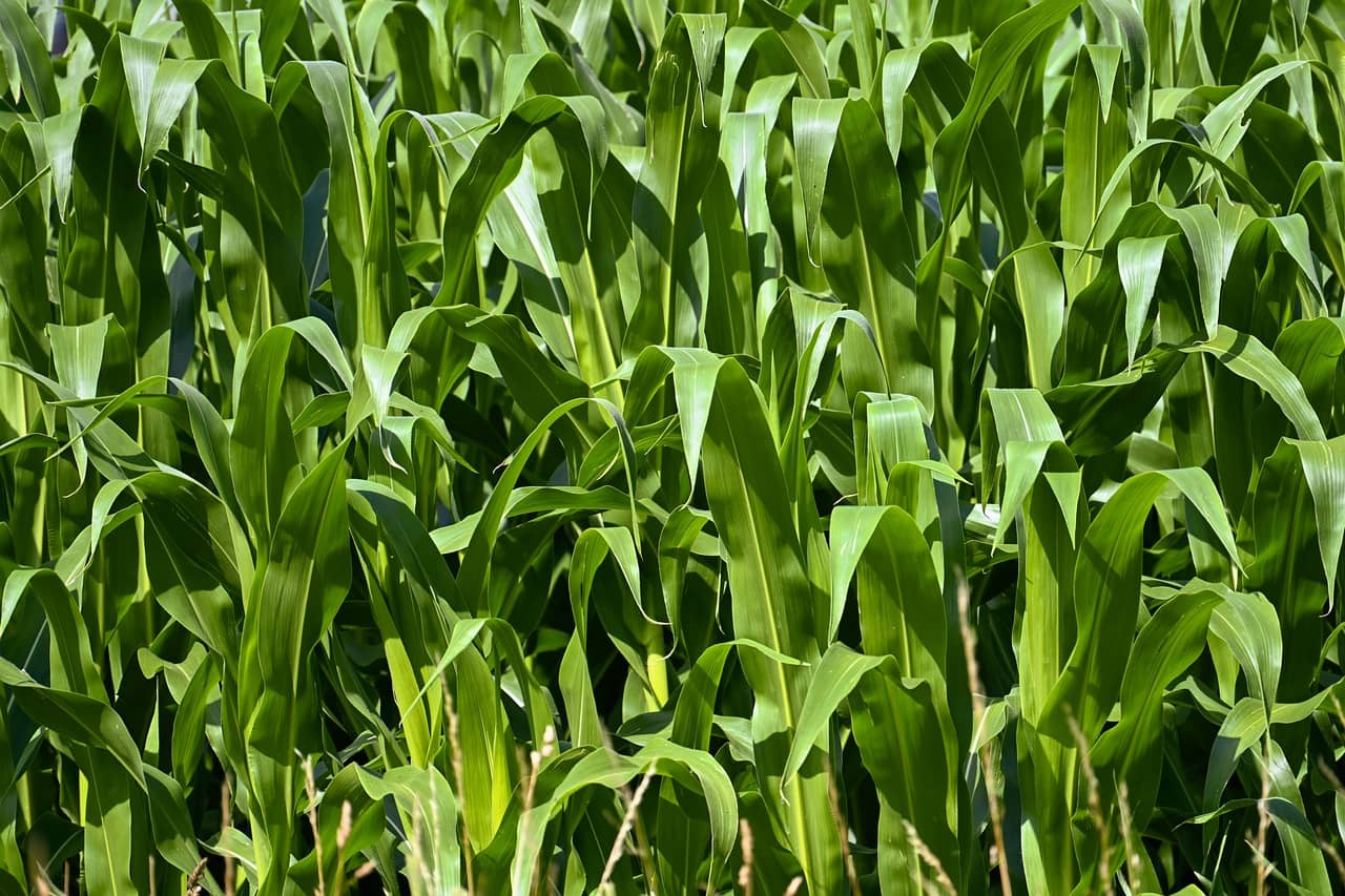 농가용 스마트팜 자동화 기술 개인형 스마트팜의 초기 구축 비용 절감 전략 12가지