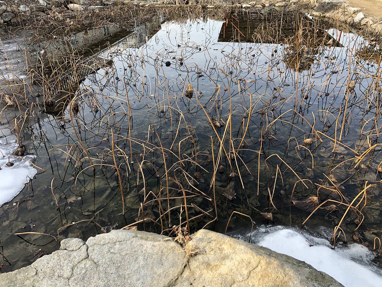 지장사 연꽃 연못