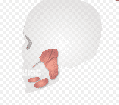 침샘염
