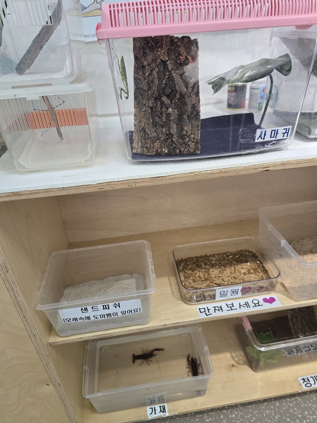 사마귀와 작은 곤총, 파충류 등 사진