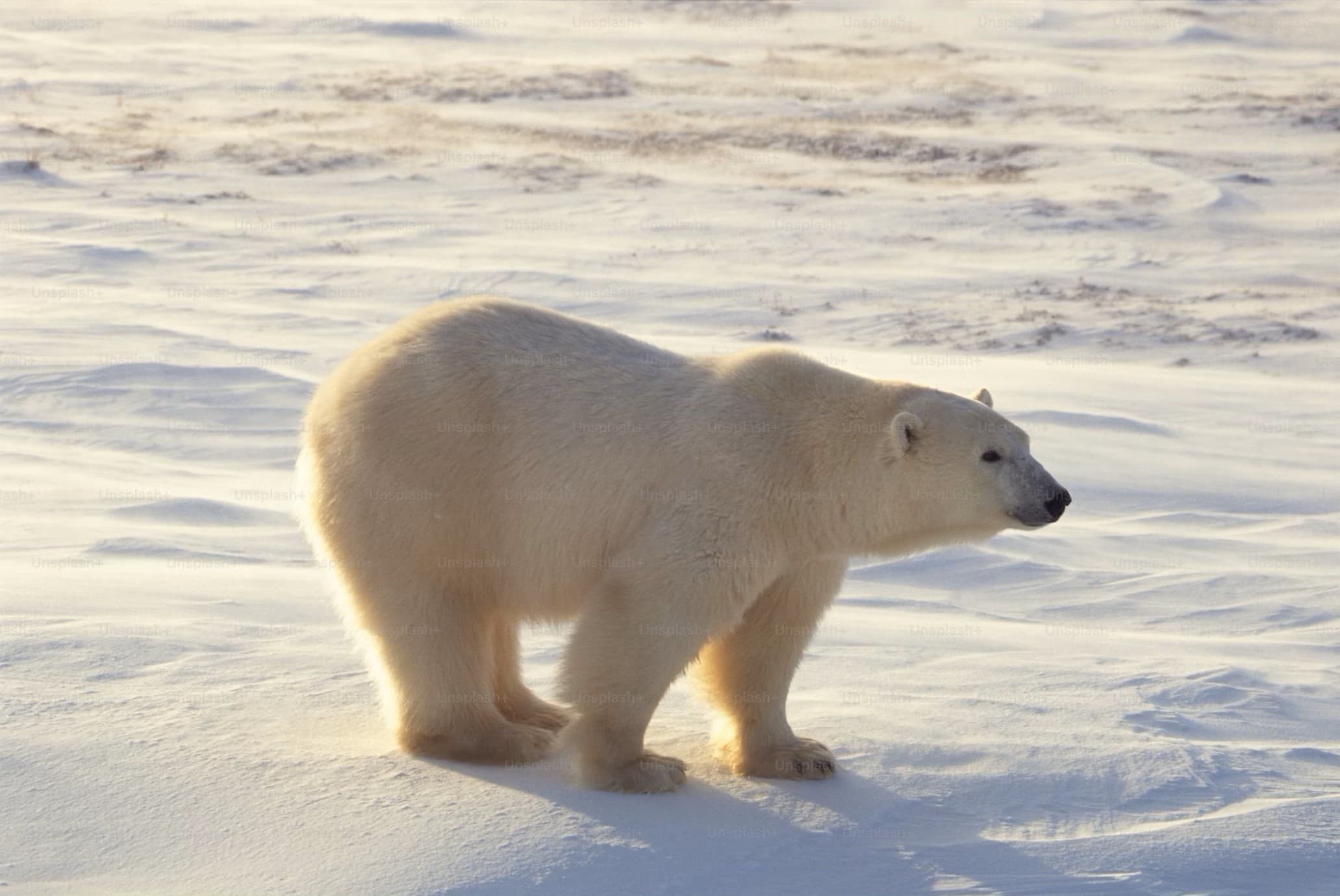 북극곰 주간, 우리가 할 수 있는 일은 무엇일까?