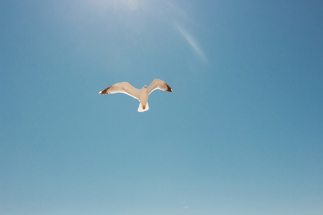 Freedom