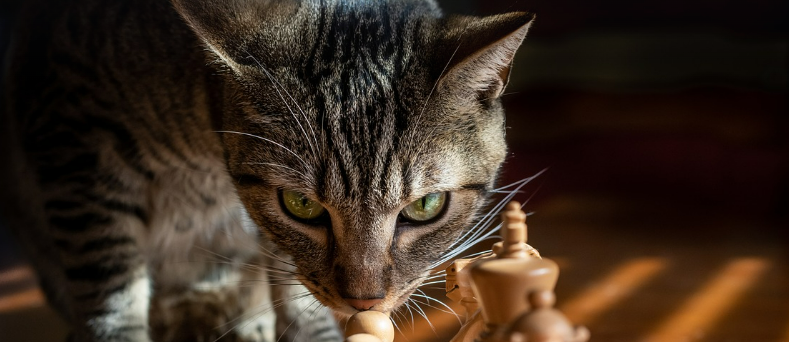 고양이가 집에서 체스 구경하는 이미지