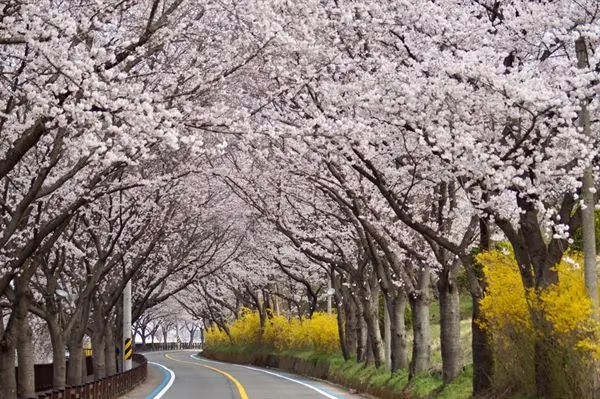 구례 섬진강 벚꽃길