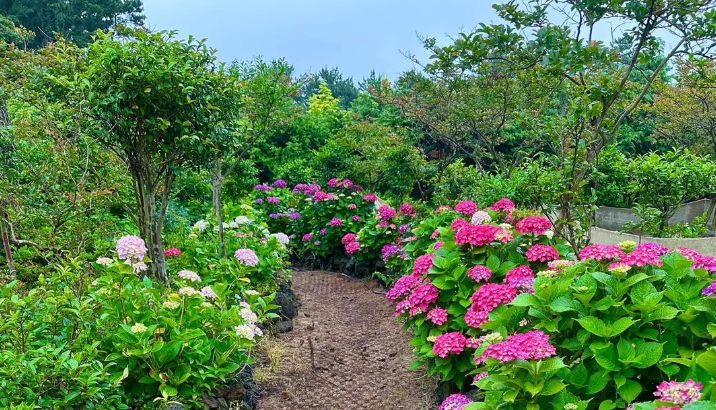 제주 수국 명소 현애원｜수국 개화 시기부터 포토존, 입장료까지 총정리