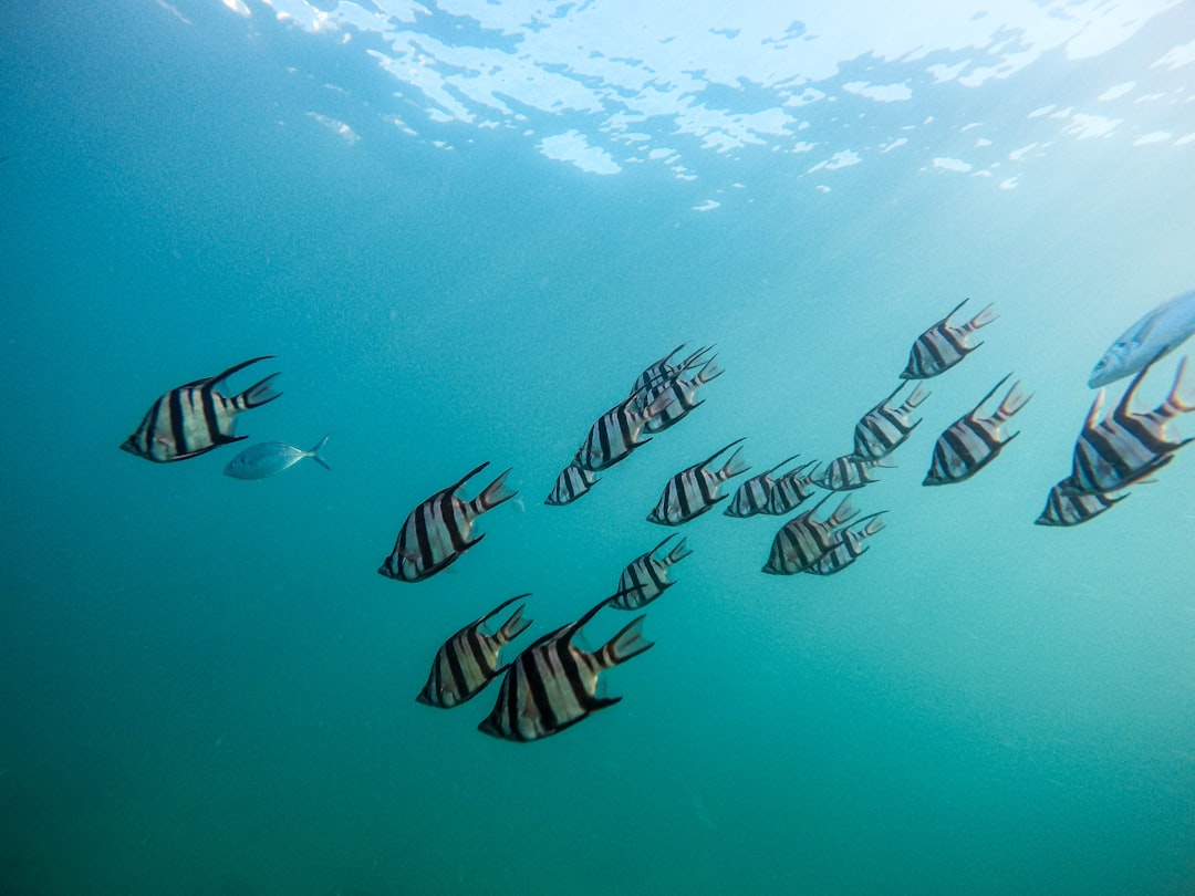 Marine life.