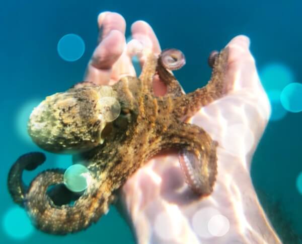 손에-들려있는-문어