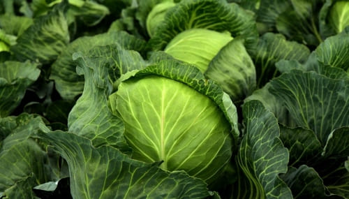 양배추