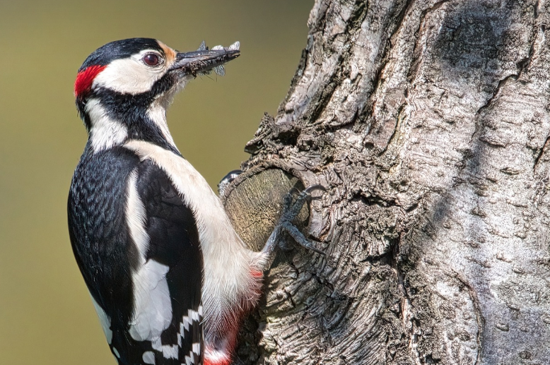 woodpecker pecking the tree