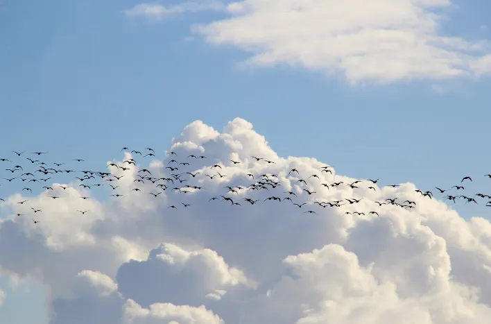 새떼가 하늘을 날고 있는 장면2