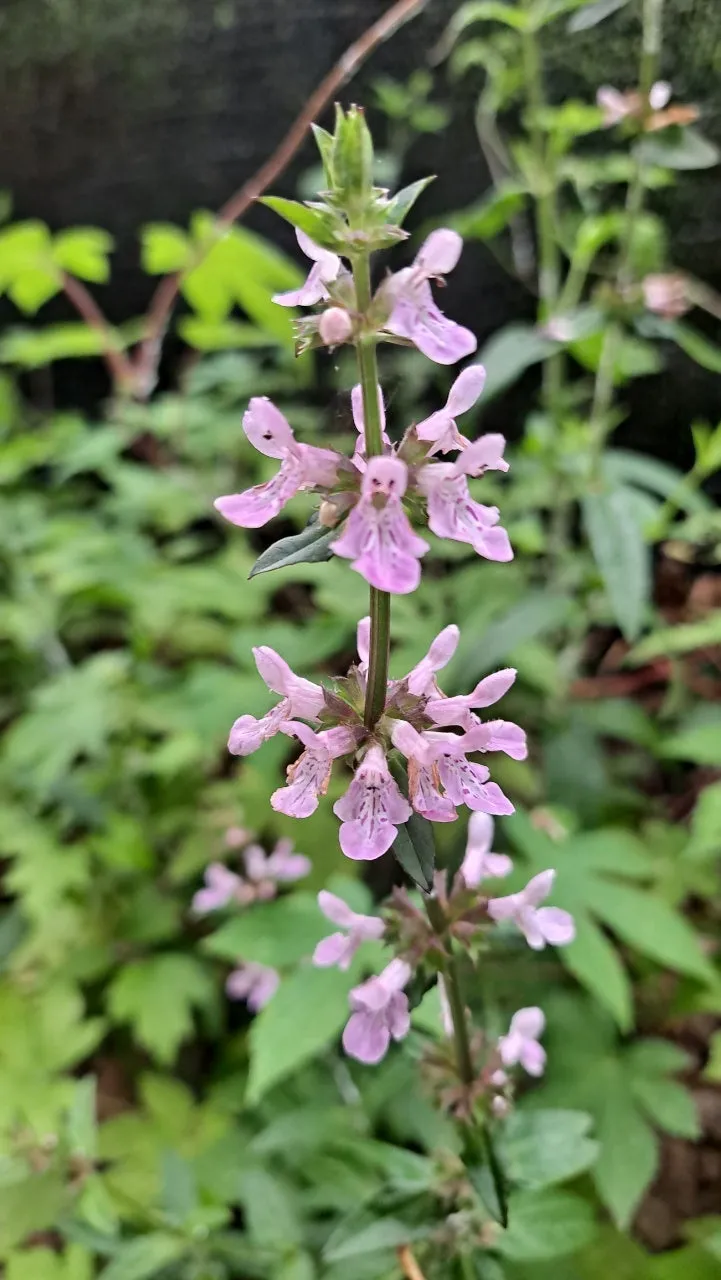 초석잠 재배 씨눈 맞추기 보온 피복 수확 정리_6