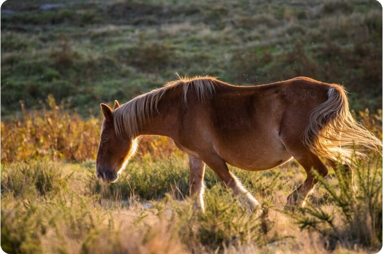 들판을 서성이며 다니고 있는 말의 모습