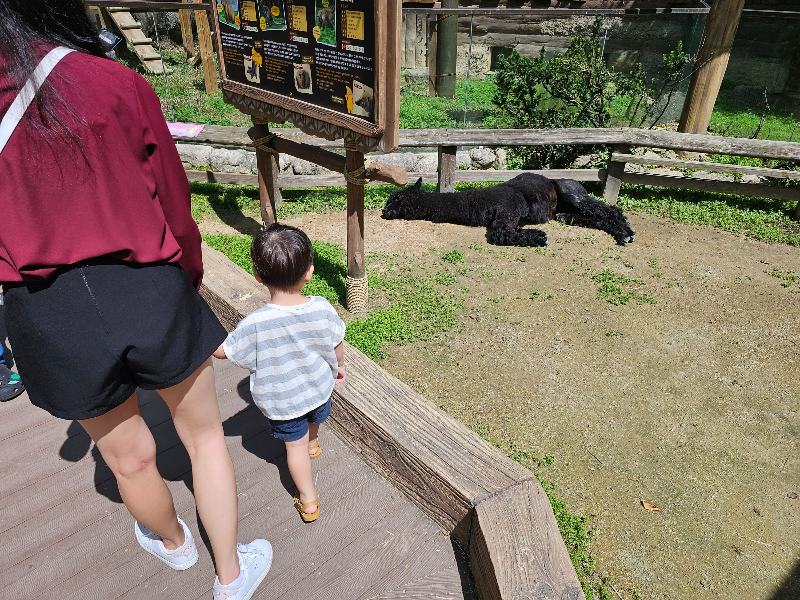 뿌빠타운-알파카