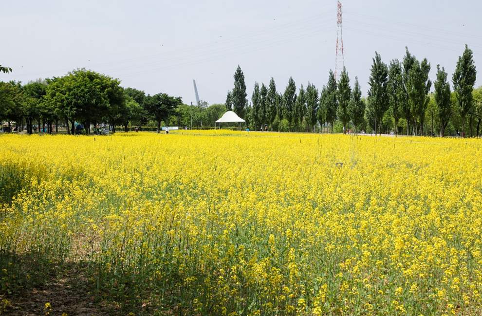 한강 서래섬 유채꽃 축제