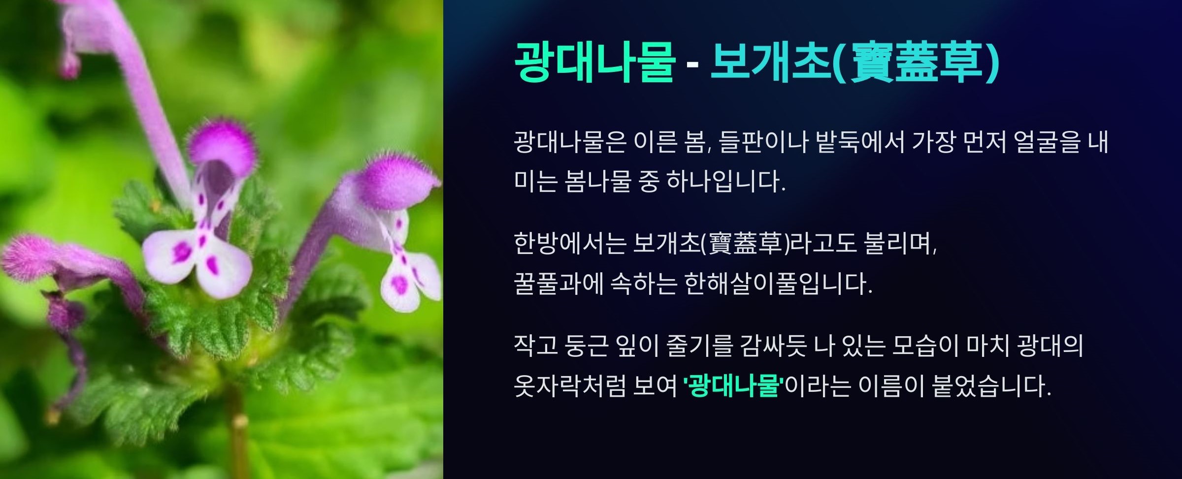 광대나물(꼬딱지나물)