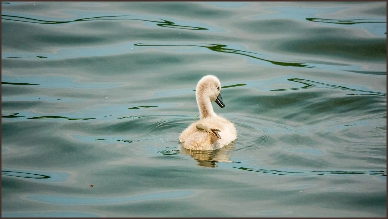 농협은행 정기예금 금리