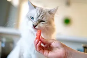 고양이