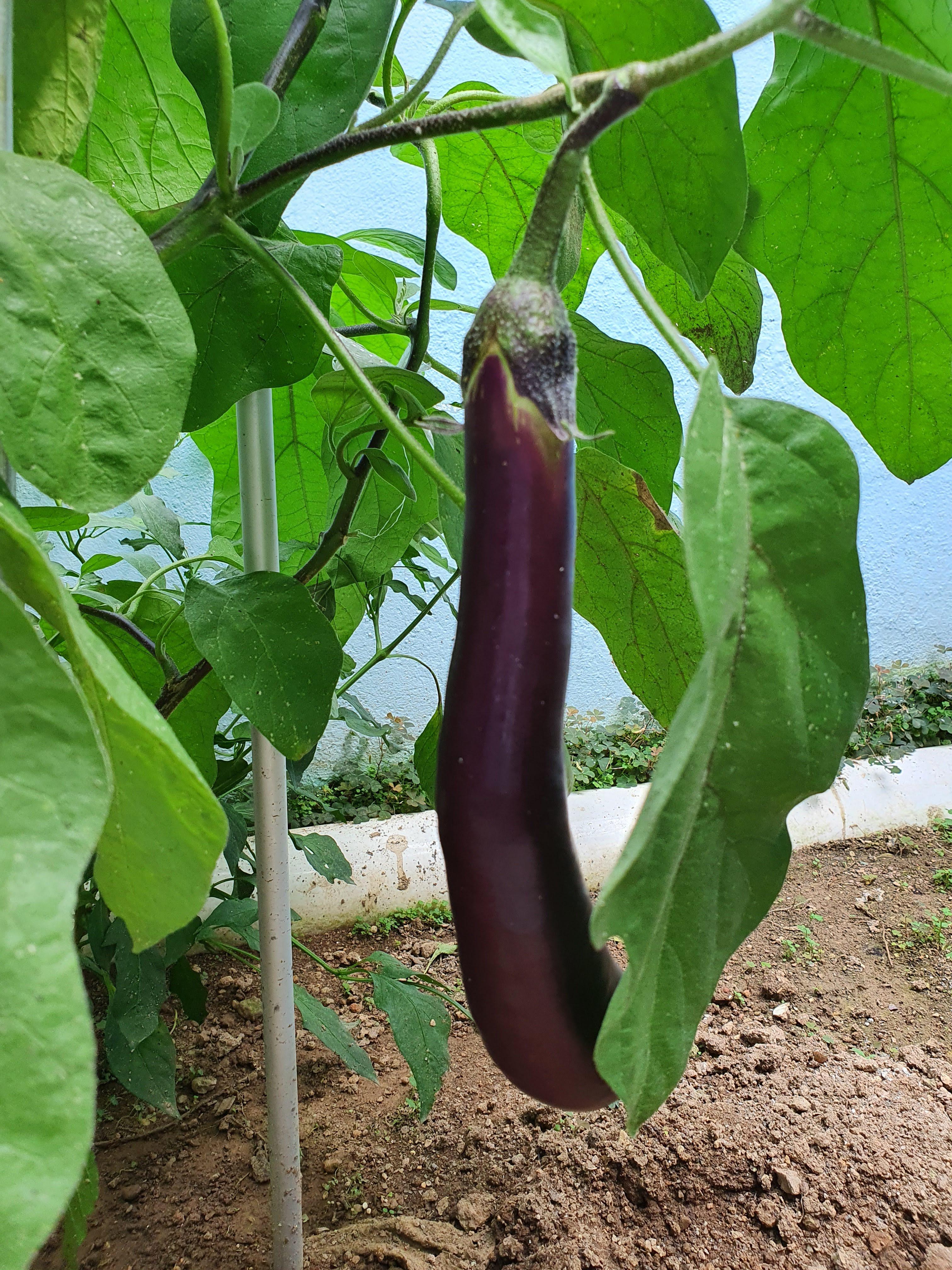 양조 간장