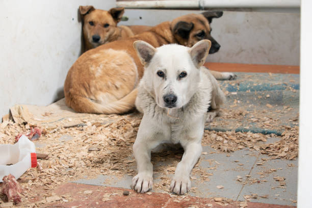 유기견 보호소 방문 절차