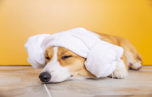 반려견슬개골 탈구예방법 관련사진