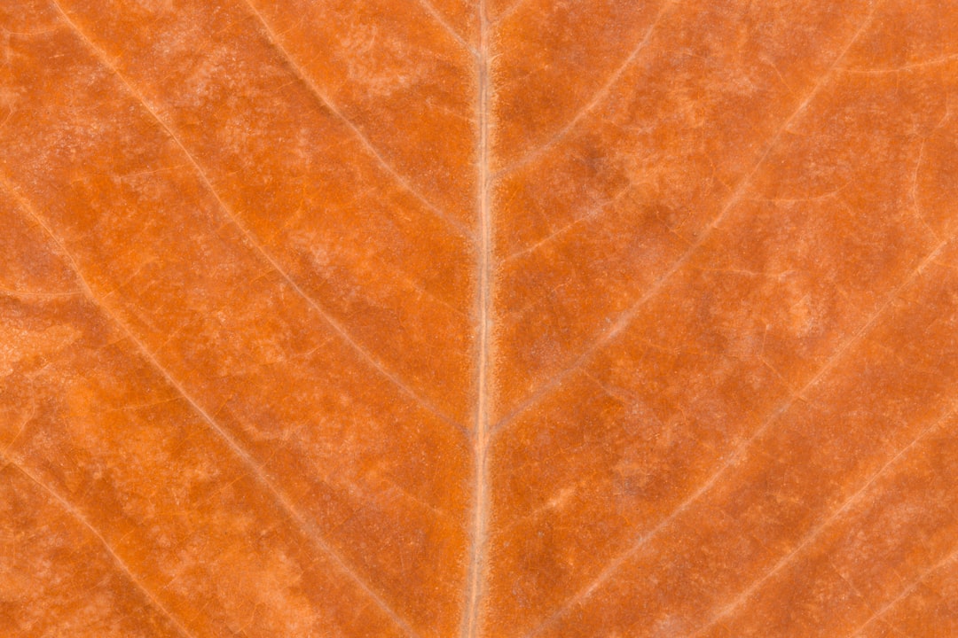 Growth Plate