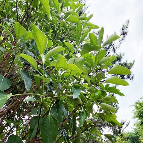 황칠나무효능_심신안정