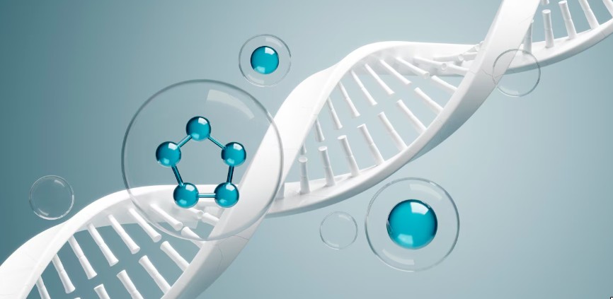 노화방지 파이토피세틴 항산화 효과와 기능과 섭취방법