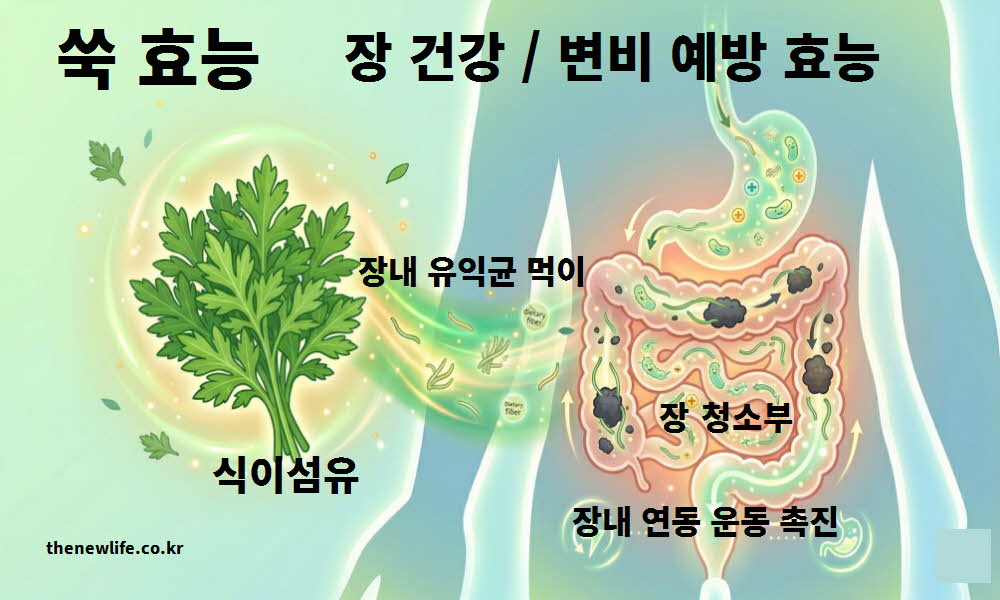 쑥 효능 장 건강 변비 예방