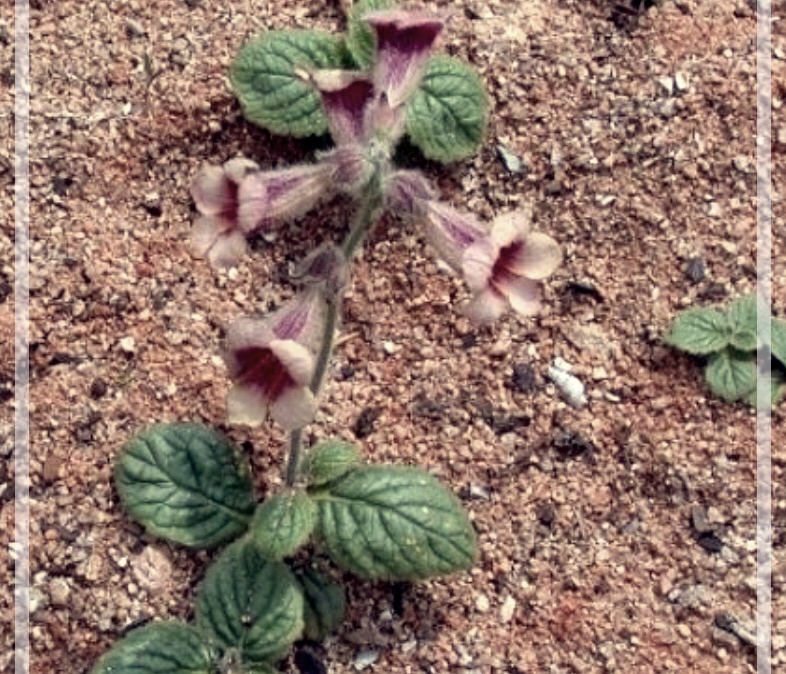숙지황의 효능, 부작용 그리고 섭취법에 대하여