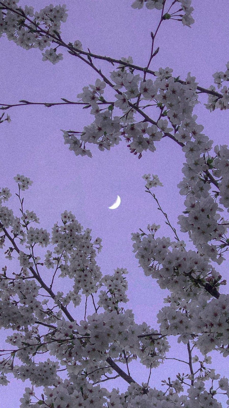 제주 벚꽃 명소