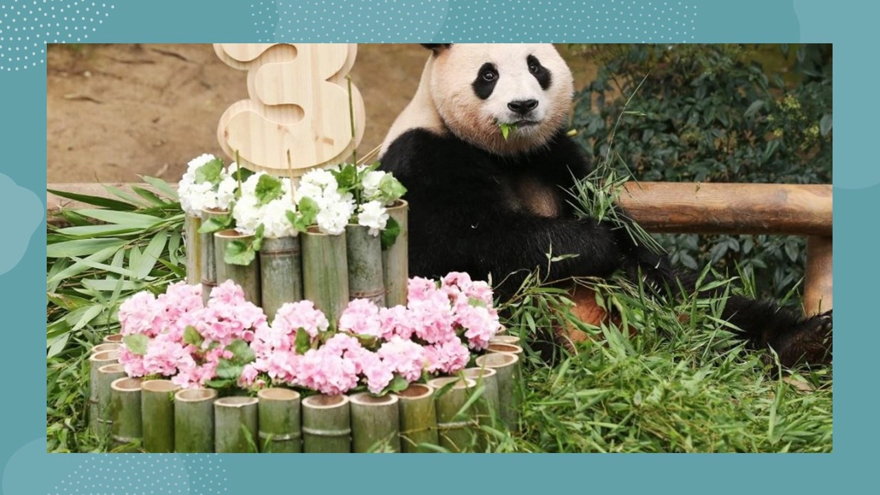 푸바오(출처-공식 홈페이지)