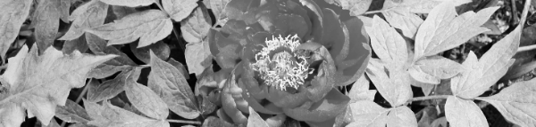 작약꽃 피는 시기 (이른 경우): 5월 경