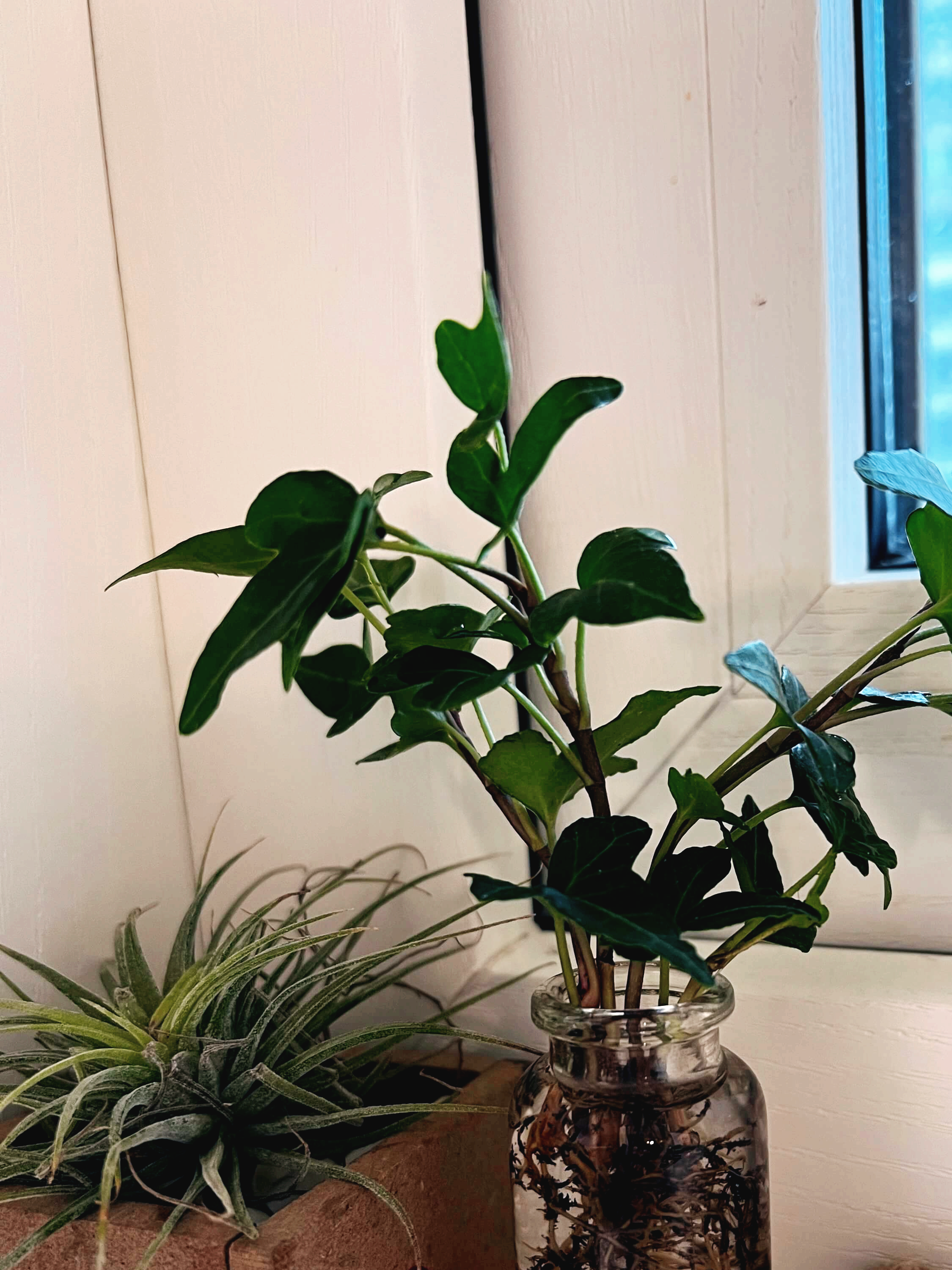 수경재배 하고 있는 아이비