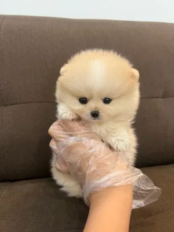 새끼강아지무료분양 멍멍이 가족 맞이 꿀팁_10