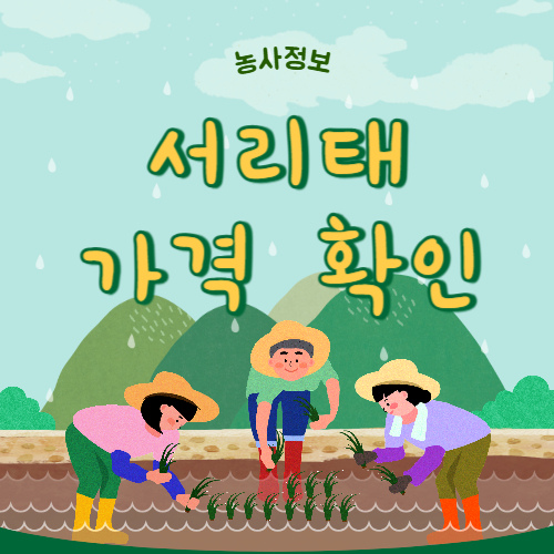 서리태 가격