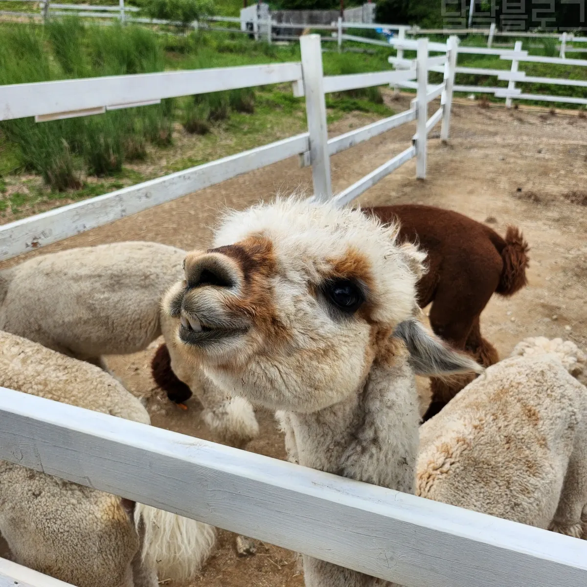 가평-양떼목장-알파카