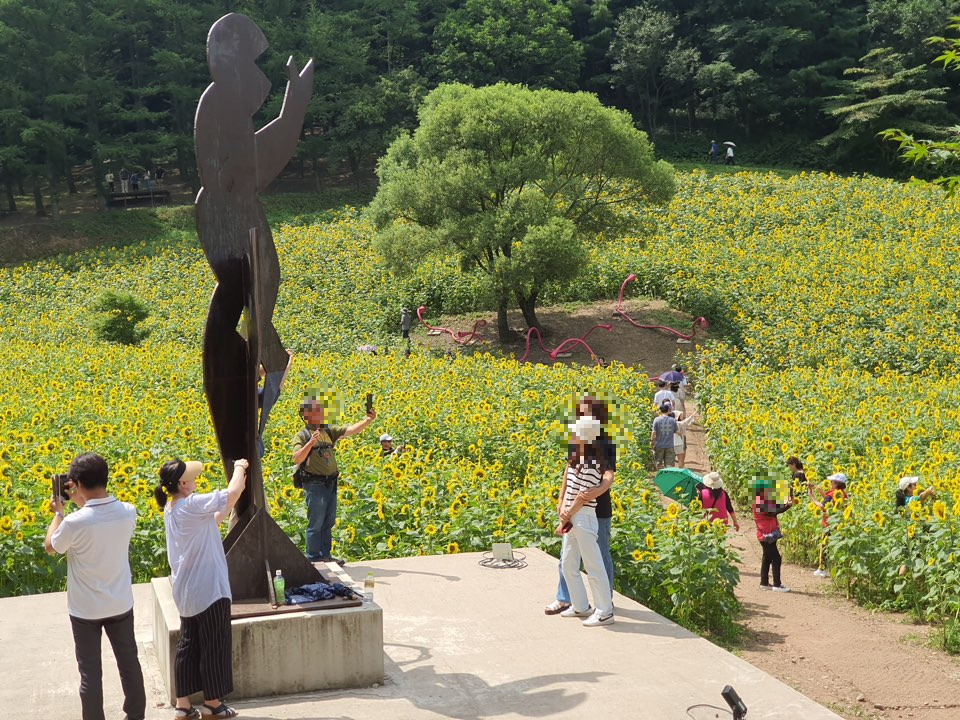 태백 해바라기축제
