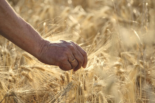 그레인온 파로 효능