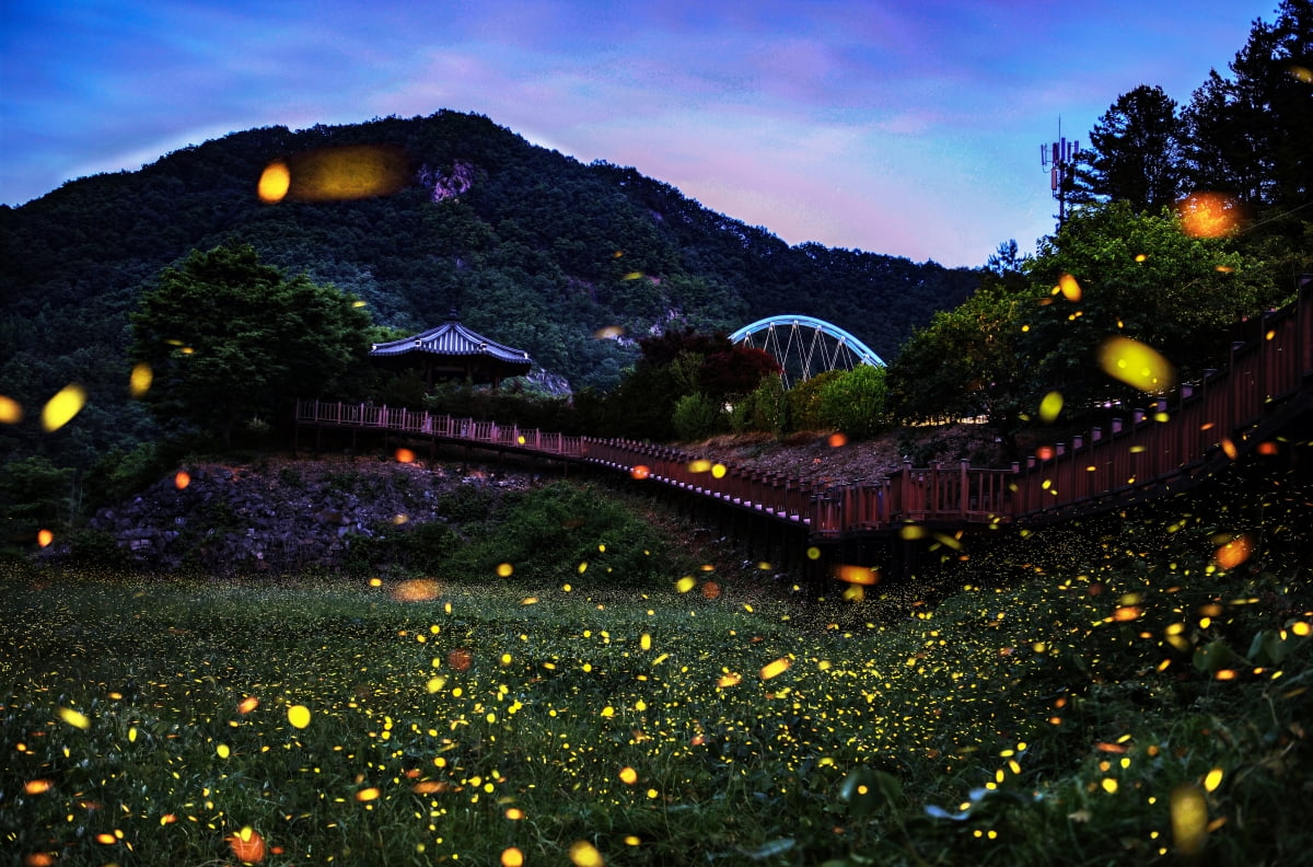 무주 반딧불축제 후기 - 밤하늘을 수놓은 생명의 빛, 야간 생태체험의 감동