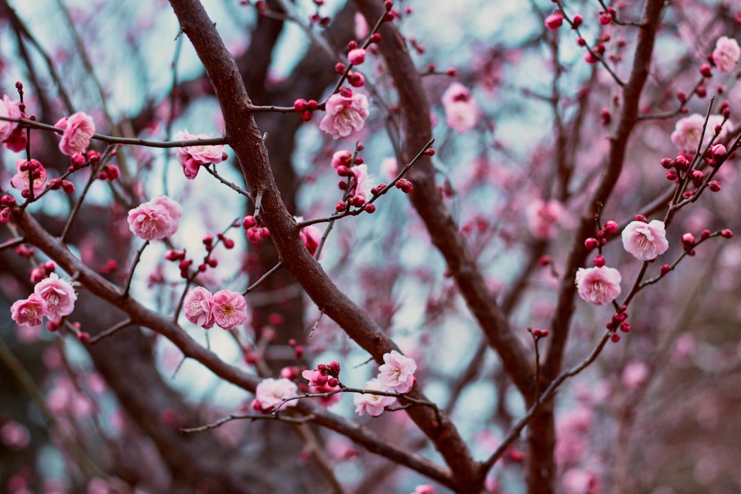 Plum blossom.