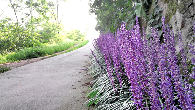 수채화 같은 홍제동의 안산자락길