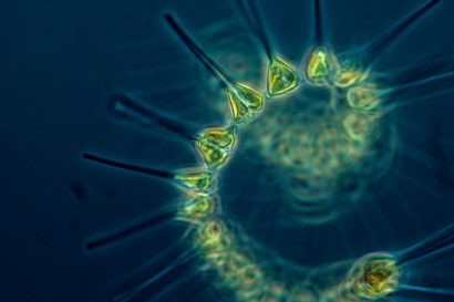 생물의 다양성과 인류의 생존에 직결된 플랑크톤의 힘