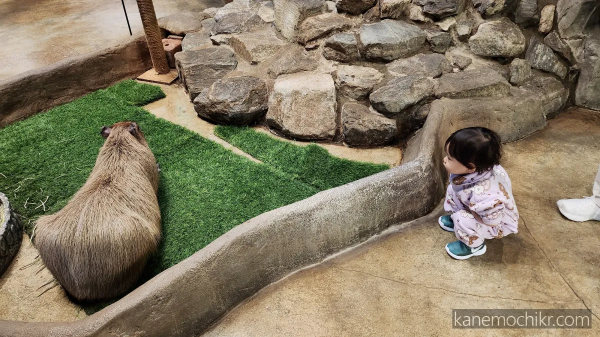 주렁주렁-카피바라