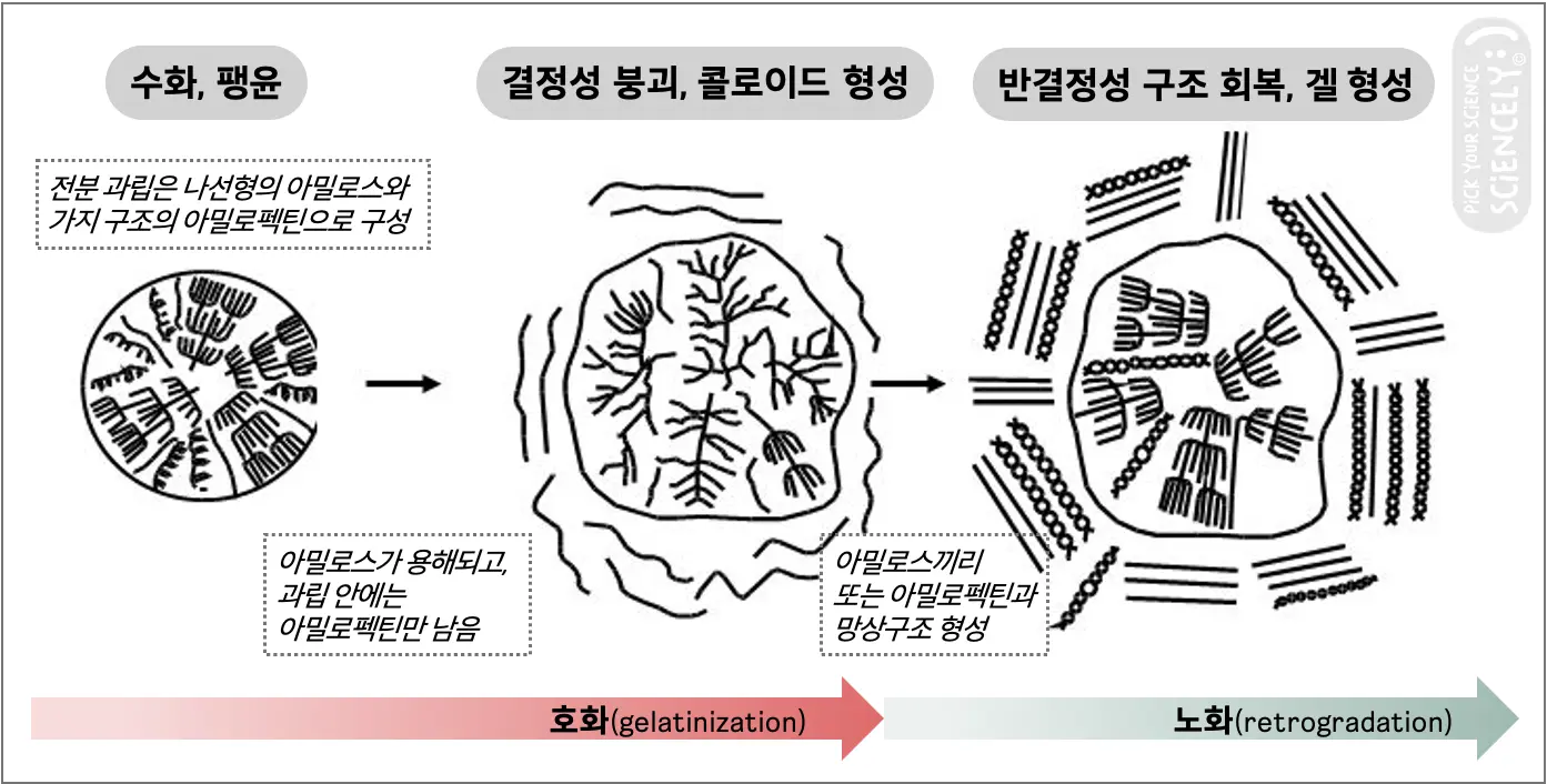 전분 과립 입자 호화 노화 과정 현상. 수화 팽윤 결정성 붕괴 콜로이드 용액 반결정성 회복 겔 젤 형성