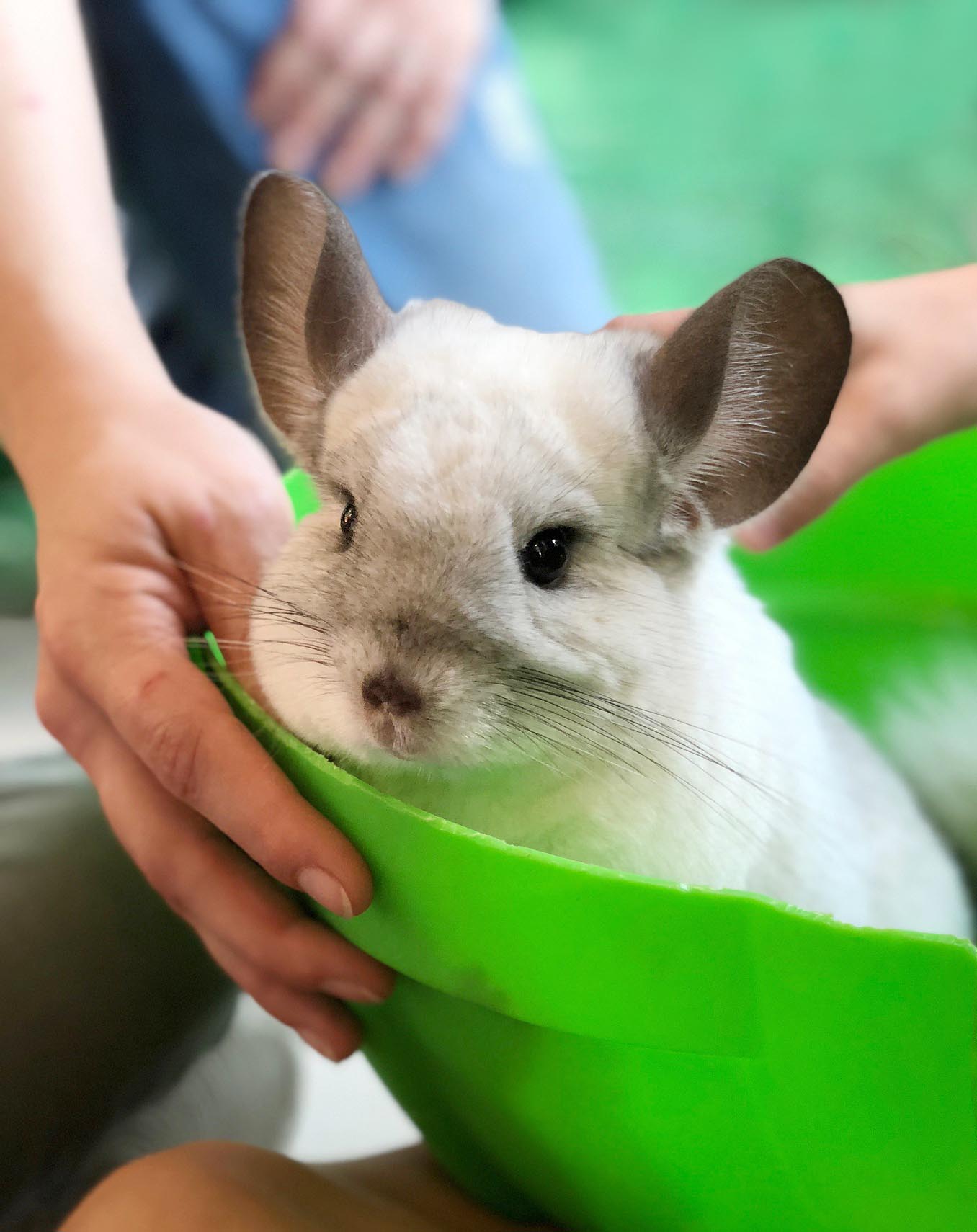 친칠라 관련 사진