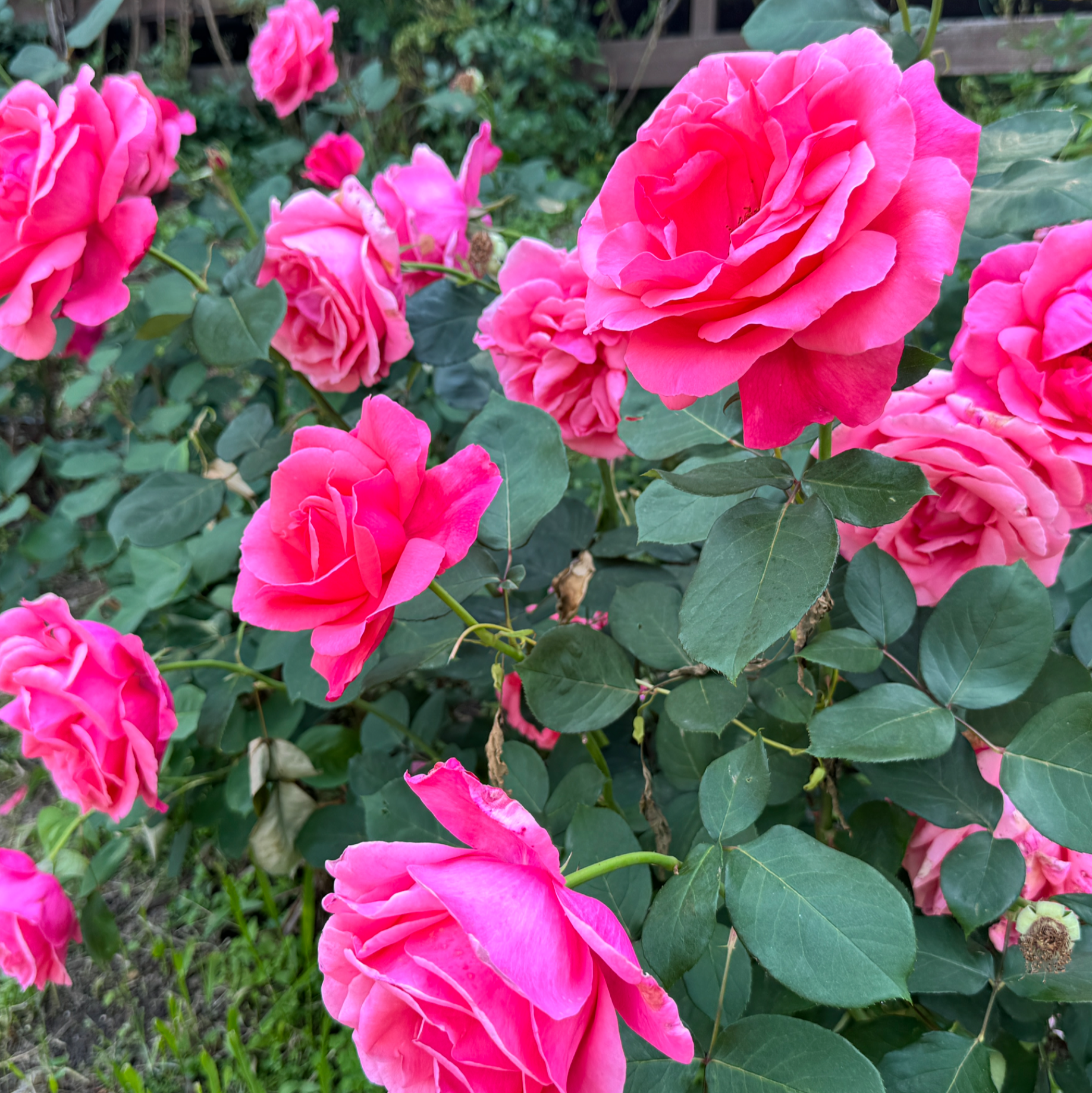 서울대공원