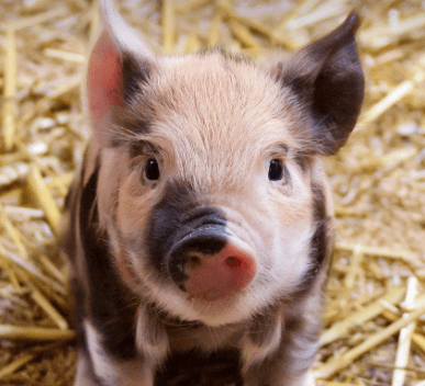 돼지꿈해몽풀이